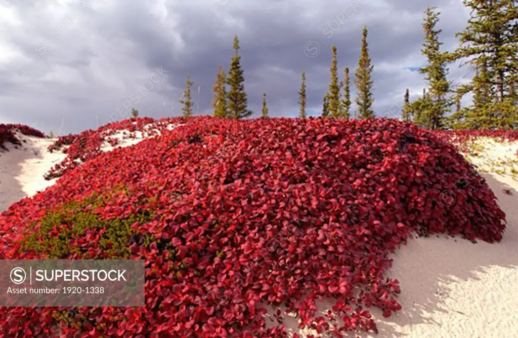 Bearberry Arctostaphylos alpina kinnikinnick fall color lipstick red colour on sand esker tundra Northwest Territories Northern Canada near Yellowknife