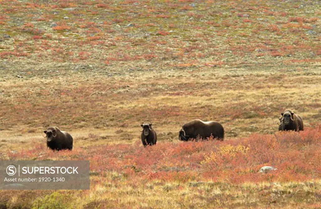 Muskox Muskoxen Musk ox Ovibus moschatus on fall color tundra near Yellowknife Northwest territories sub arctic Northern Canada