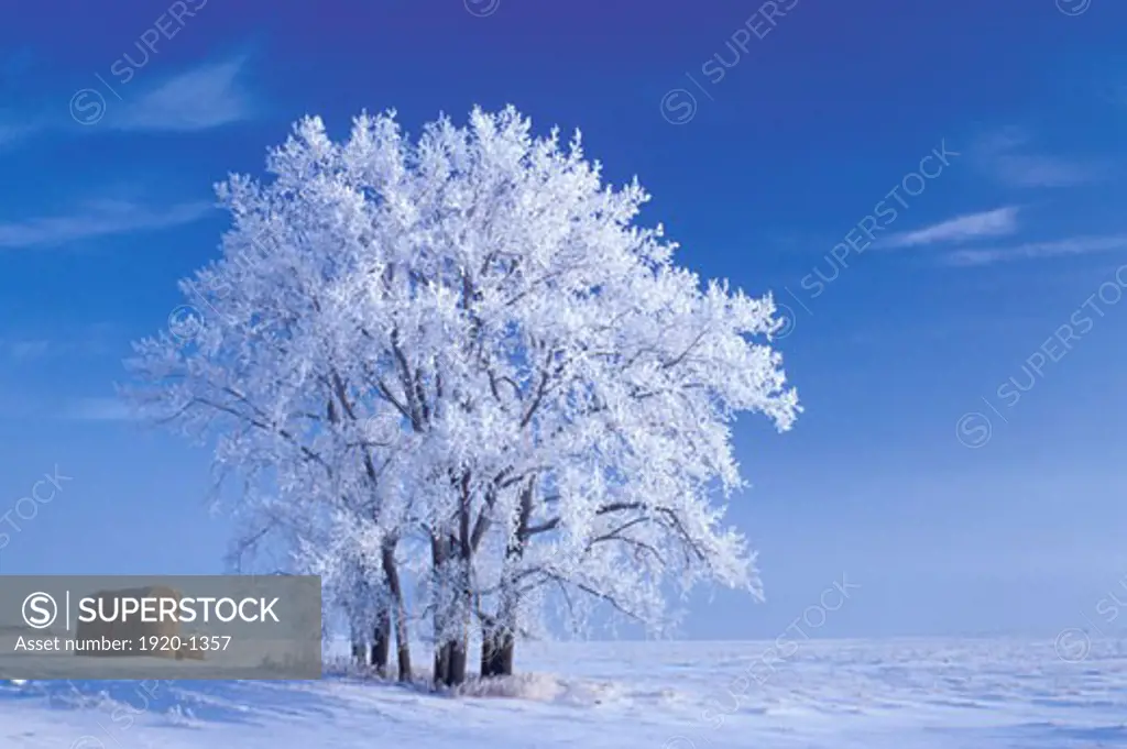 Winter hoarfrost on plains cottonwood trees Populus deltoides with round straw bales in prairie landscape and blue sky near Kleefeld Manitoba Canada