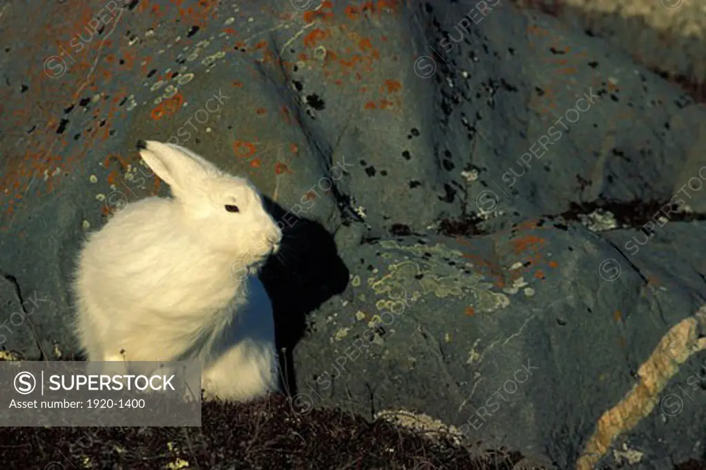 Adult Arctic Hare Lepus arcticus shelter hiding behind granite rock near Hudson Bay Churchill area Manitoba Northern Canada