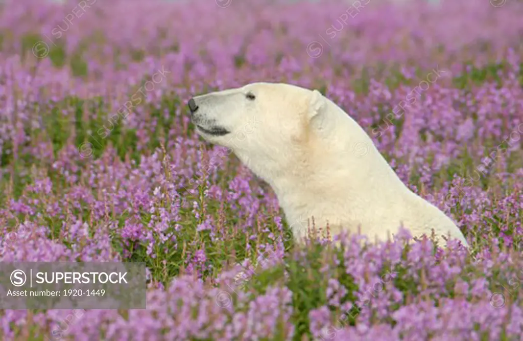 Polar Bear ursus maritimus relaxing in Fireweed Epilobium angustifolium on sub-arctic flower covered island at Hubbart Point Hudson Bay near Churchill Manitoba Northern Canada