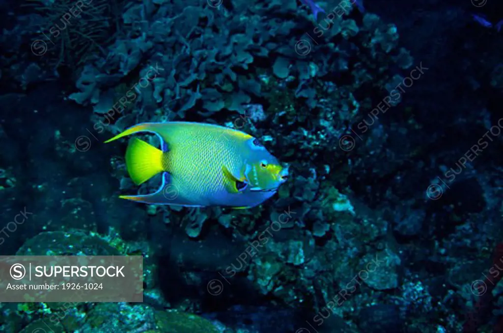 Angel fish in Honduran waters