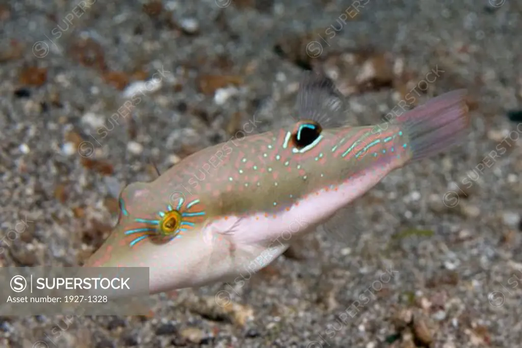 Whitebelly Toby Canthigaster bennetti Lembeh Straits  Indonesia