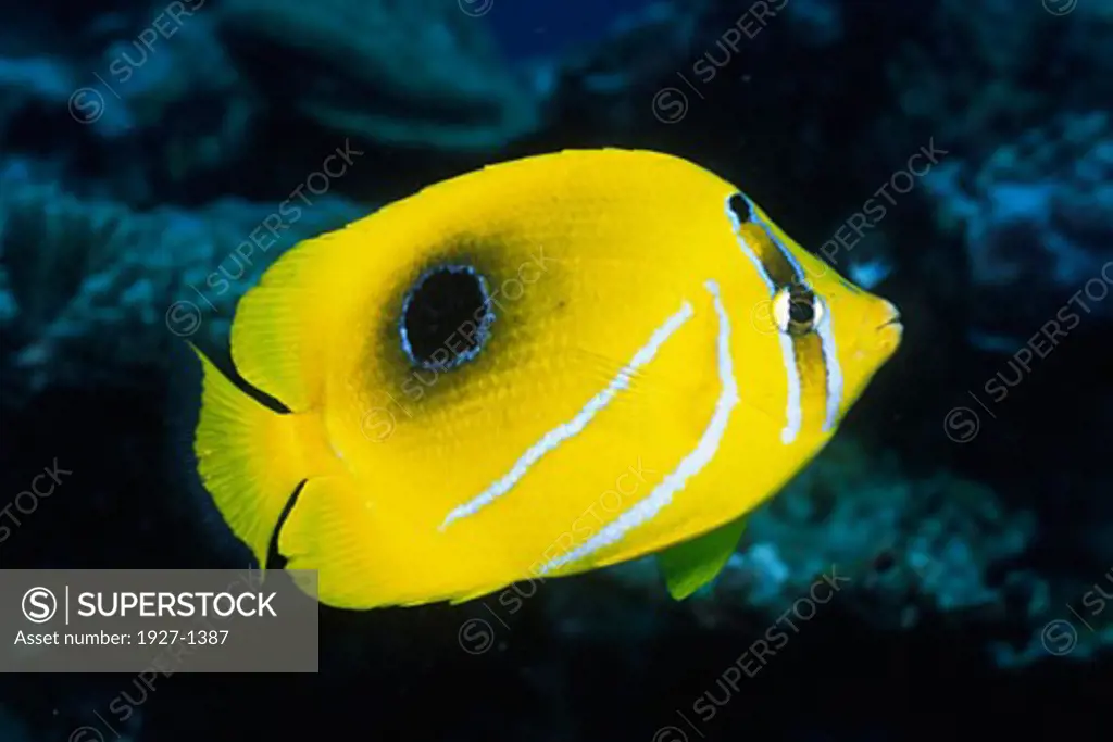 Eclipse Butterflyfish Chaetodon bennetti Solomon Islands