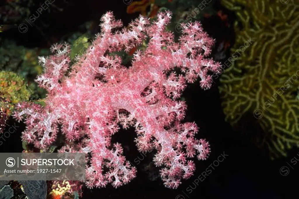 Soft COral with polyps extended Dendronephythya sp Solomon Islands