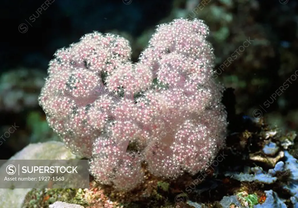 Soft Coral with polyps extended  Dendronephythya sp Solomon Islands