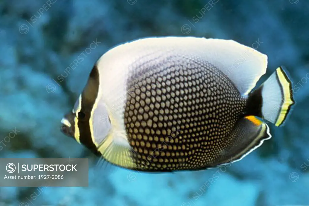 Reticulated Butterflyfish Chaetodon reticulatus Lembeh Straits Indonesia