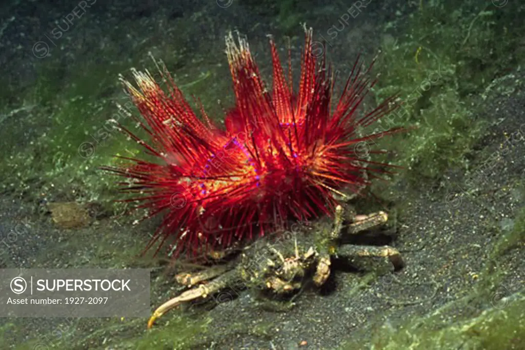 Carrier Crab carried Toxic Sea Urchin on its back for protection Darilppe frascone Lembeh Straits Indonesia