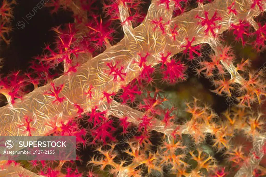 Soft Coral with polyps open closeup Dendronephythya sp Solomon Islands