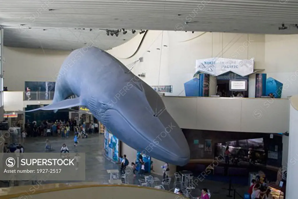 Main hall with view of life size Blue Whale model Aquarium of the Pacific Long Beach California