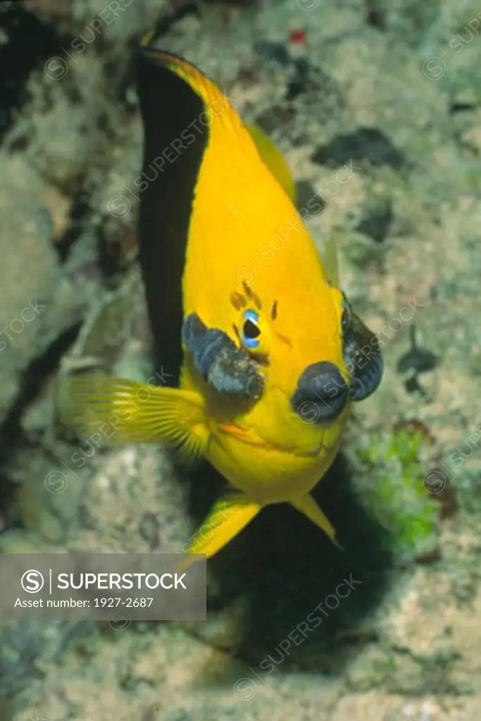 Parasitic Isopods on the face of a Rock Beauty Anilocra laticaudata on Holacanthus tricolor Bonaire Netherlands Antilles