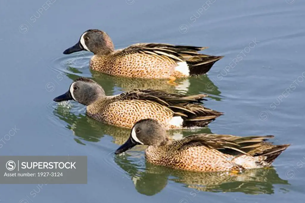 Three Blue winged Teal Ducks male Anas discors Back Bay Reserve  California