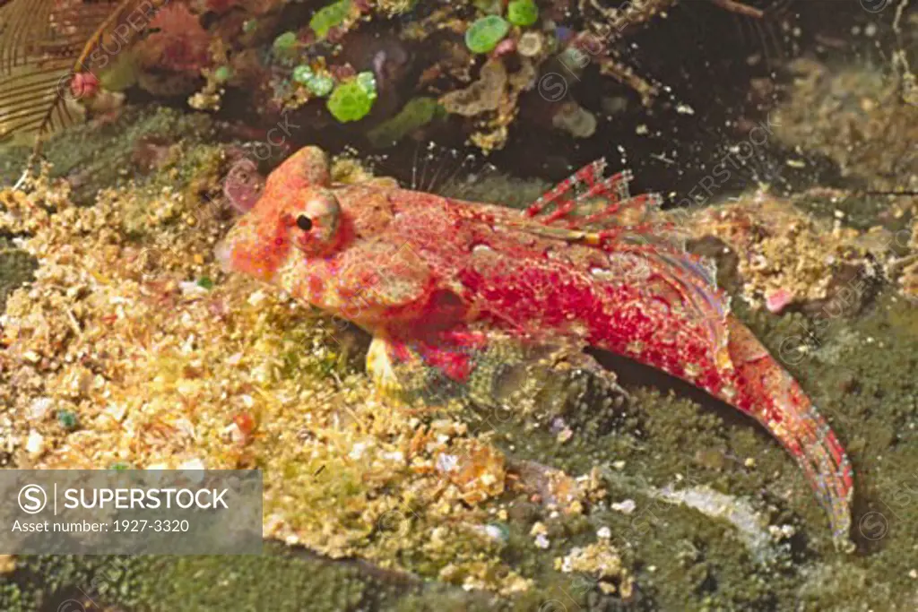 Bartel s Dragonet Synchiropus bartlesi Fiji