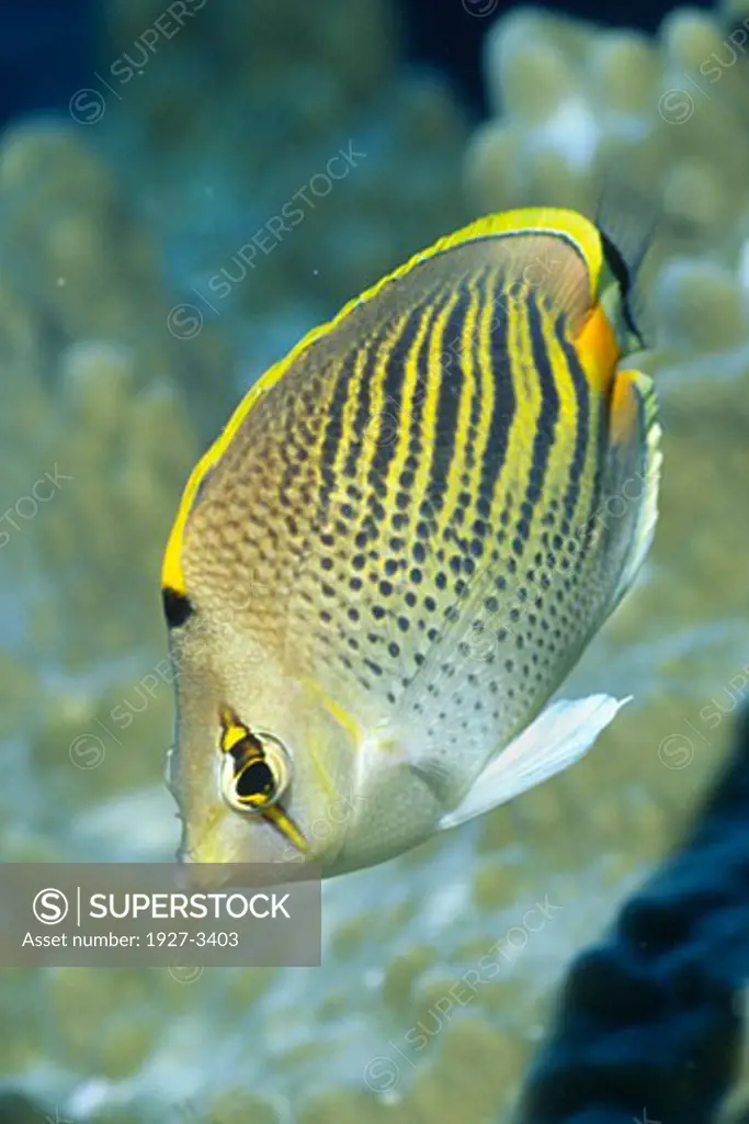 Dot and Dash Butterflyfish Chaetodon pelewensis Fiji