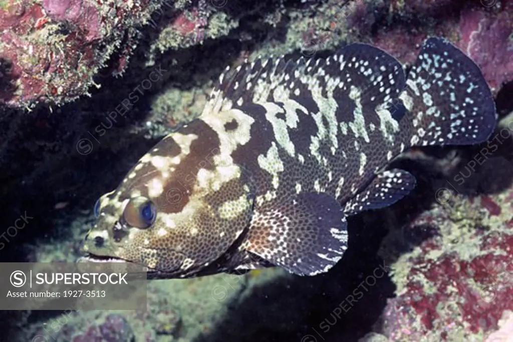 Camouflage Grouper Epinephelus polyphekadion Fiji