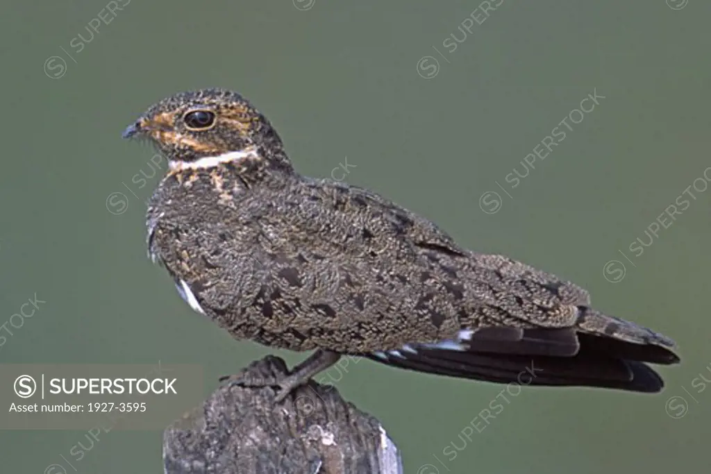 Nacunda Nighthawk Podager nacunda Pantanal  Brazil