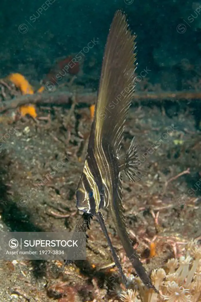 Batavia Spadefish juvenile form Platax batavianus Lembeh Straits  Indonesia