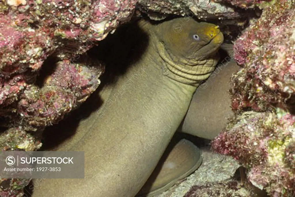 Panamic Green Moray Eel Gymnothorax castaneus Gulf of California  Mexico