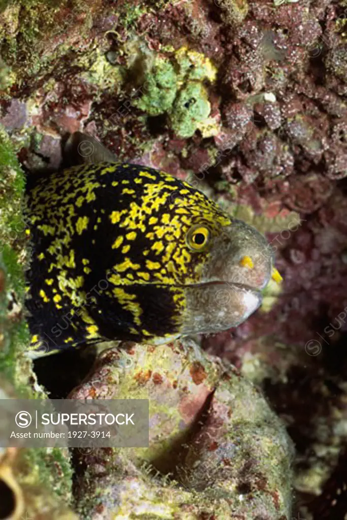 Yellow Edged Moray Eel peers out from it s hole Gymnothorax flavimarginatus Gulf of California  Mexico