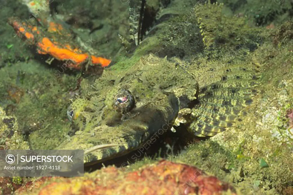 Giant Flathead closeup Cymbacephalus beauforti Papua New Guinea