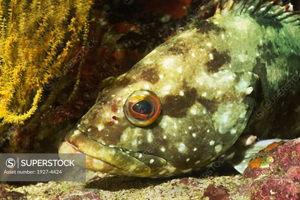 Flag Cabrilla closeup Epinephelus labiformis Galapagos Islands