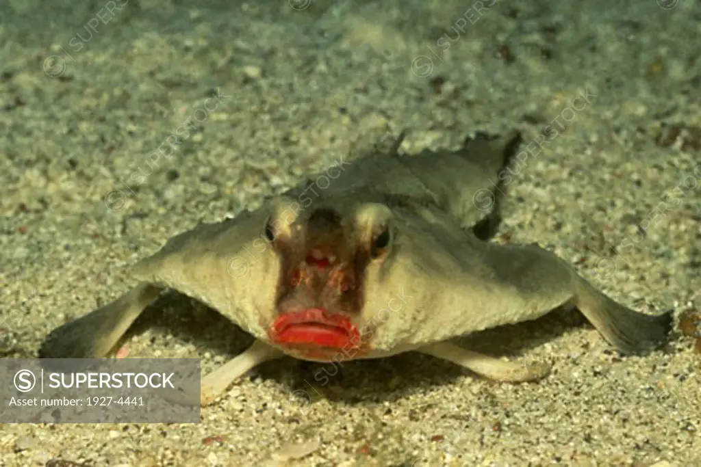 Red Lipped Batfish Ogcocephalus darwini Galapagos Islands