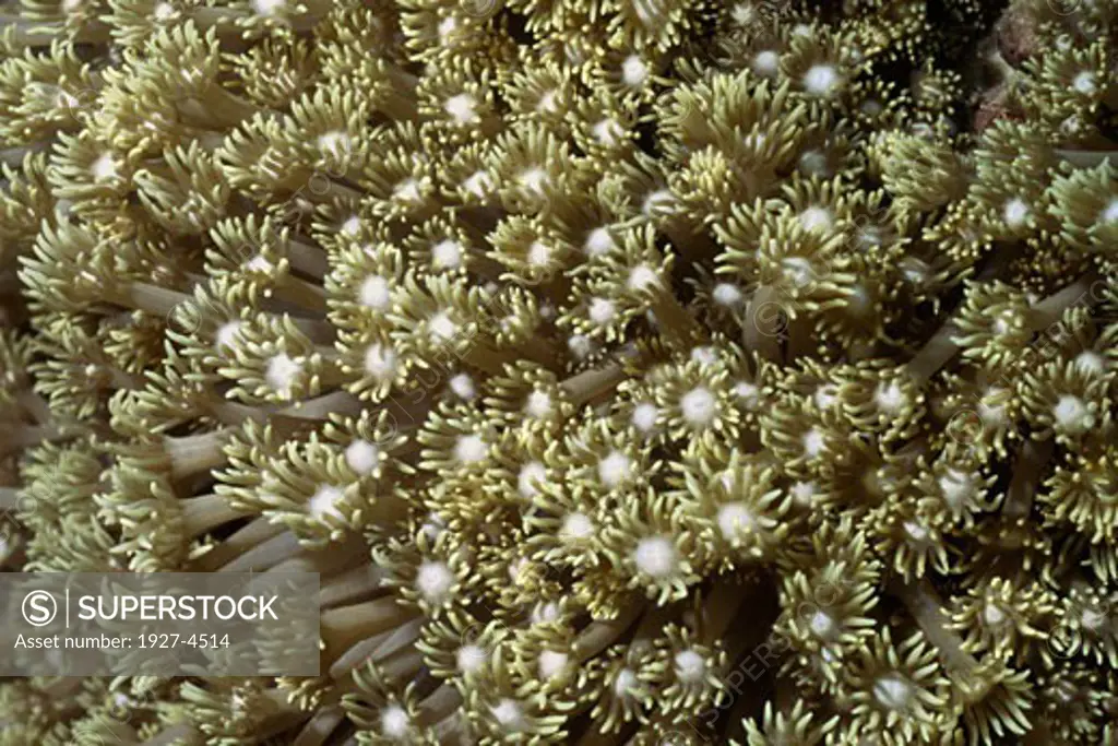 Soft Coral with polyps extended Goniopora sp  Papua New G uinea