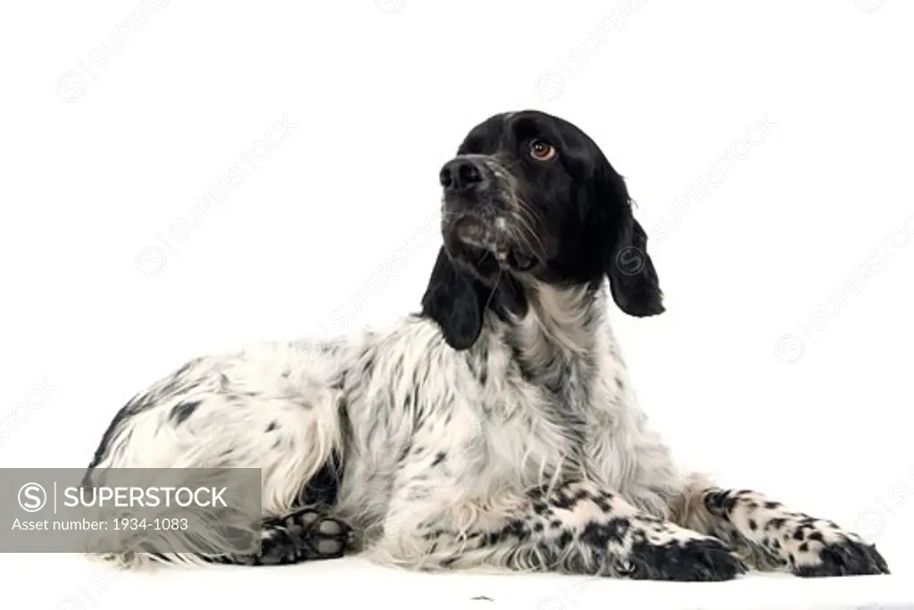 Blue sales english setter