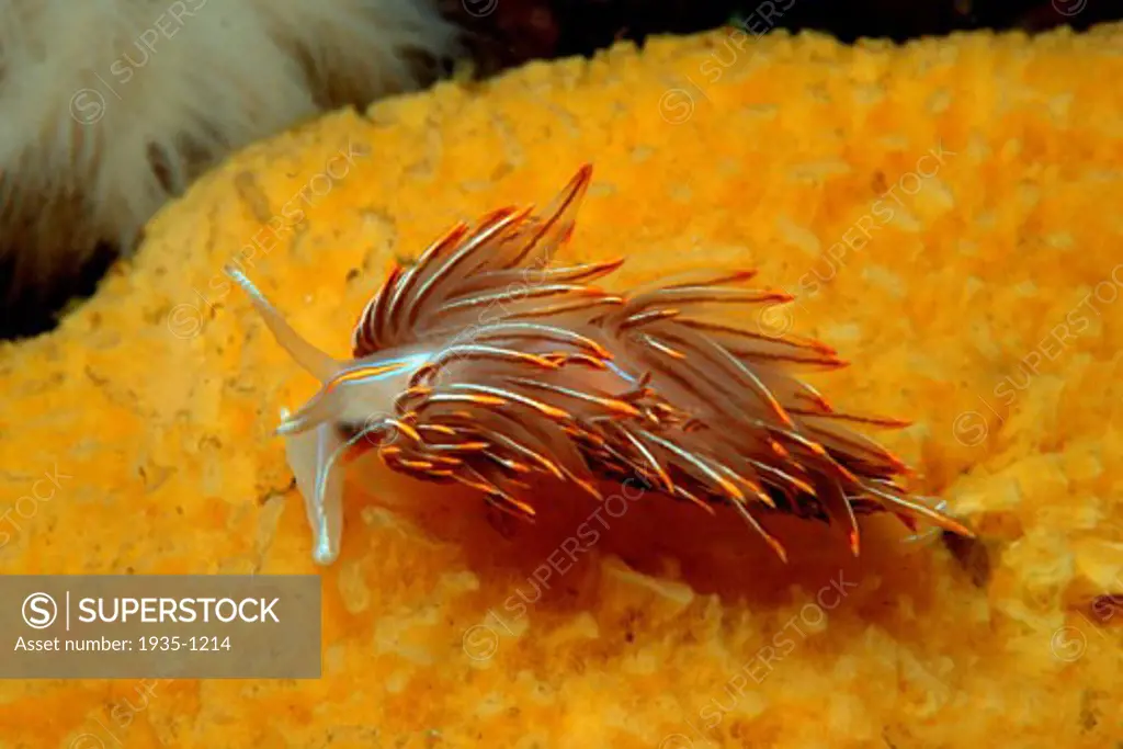 Thick horned aeolid Hermissenda crassicornis British Columbia Pacific Ocean