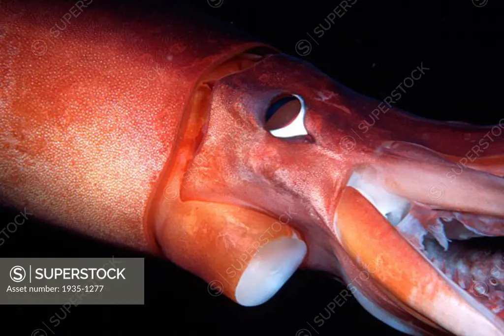 Humboldt squid Dosidicus gigas Sea of Cortez Mexico - SuperStock
