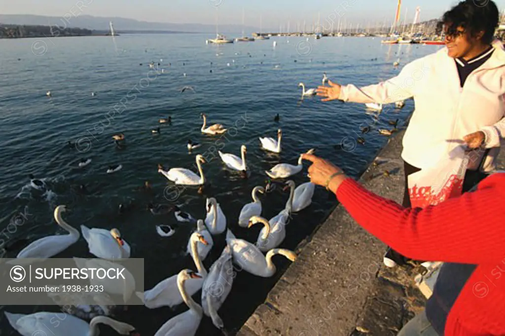 People feeding the birds in Quai Gustave Ador  in the port  Geneva  Switzerland