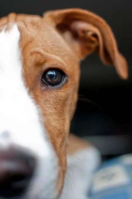 Young brown dog at home