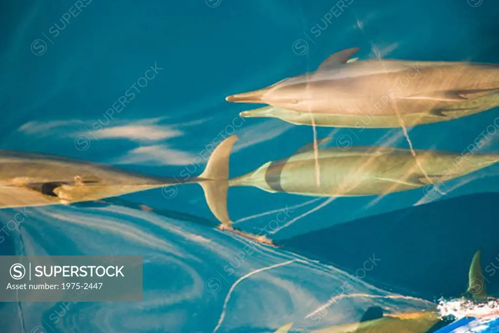 School of fish swimming underwater, Bora Bora, Tahiti, French Polynesia