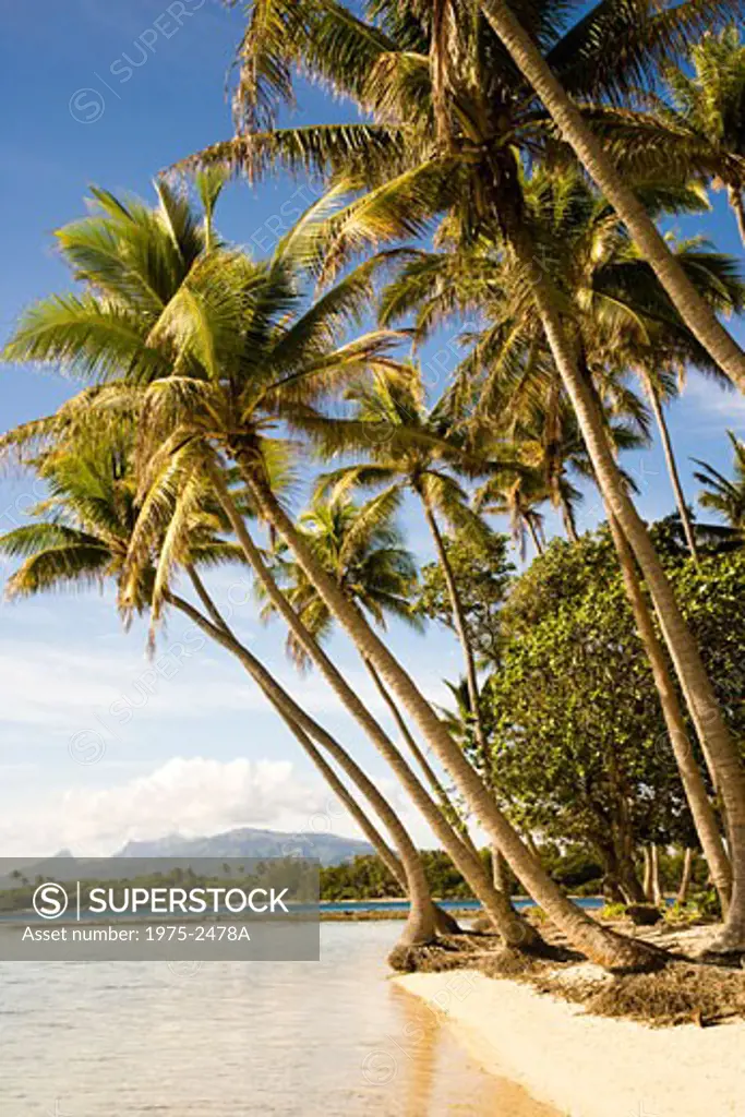 Palm trees on the beach, Tahaa, Tahiti, French Polynesia