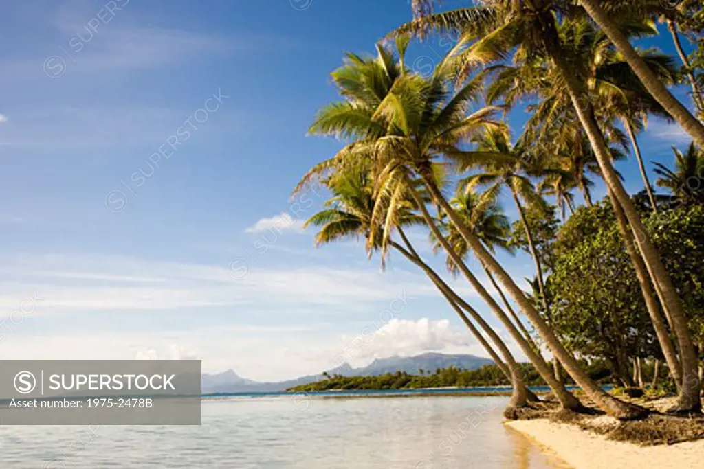 Palm trees on the beach, Tahaa, Tahiti, French Polynesia