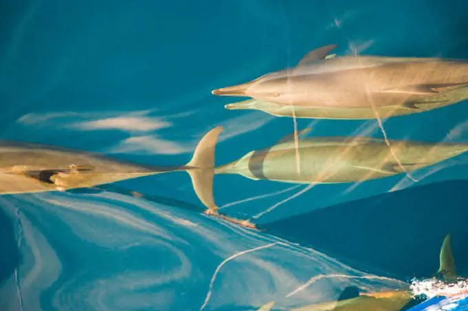 School of fish swimming underwater, Bora Bora, Tahiti, French Polynesia