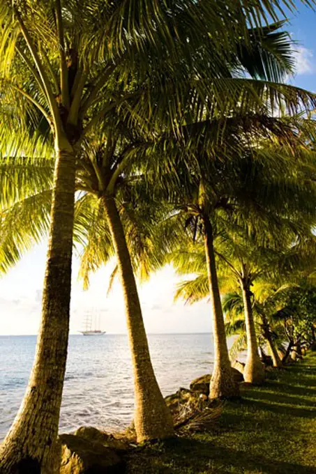 Palm trees on the beach, Huahine Island, Tahiti, French Polynesia