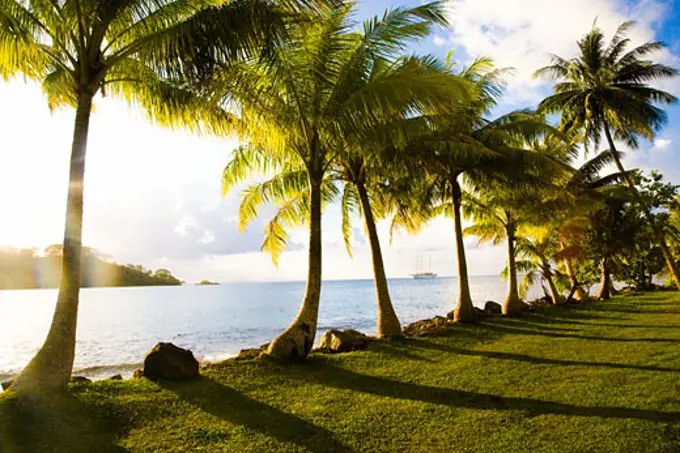 Palm trees on the beach, Huahine Island, Tahiti, French Polynesia