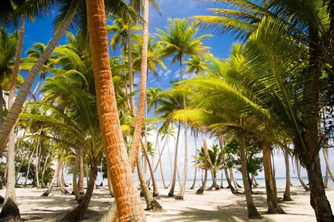 Palm trees on the beach, Tahaa, Tahiti, French Polynesia