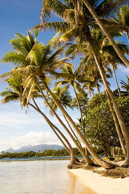 Palm trees on the beach, Tahaa, Tahiti, French Polynesia