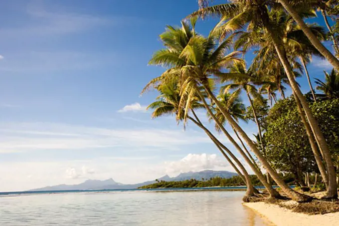 Palm trees on the beach, Tahaa, Tahiti, French Polynesia