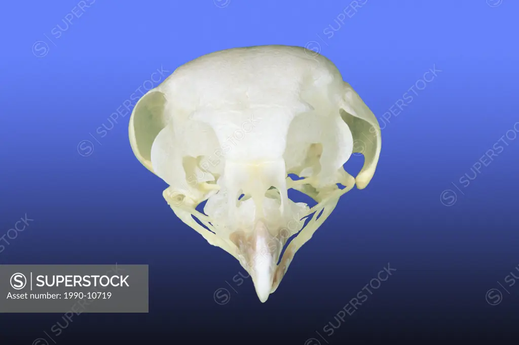 Adult skull of a boreal owl Aegolius funereus showing the marked asymmetry of the ears, Alberta, Canada