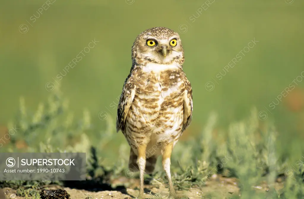 Adult burrowing owl Athene cunicularia standing next to its nesting burrow, prairie Alberta, Canada.