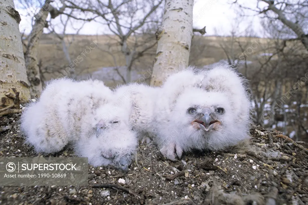 Four great horned owl Bubo virginianus hatchlings. The oldest chick is roughly 10 days old, southern Alberta, Canada