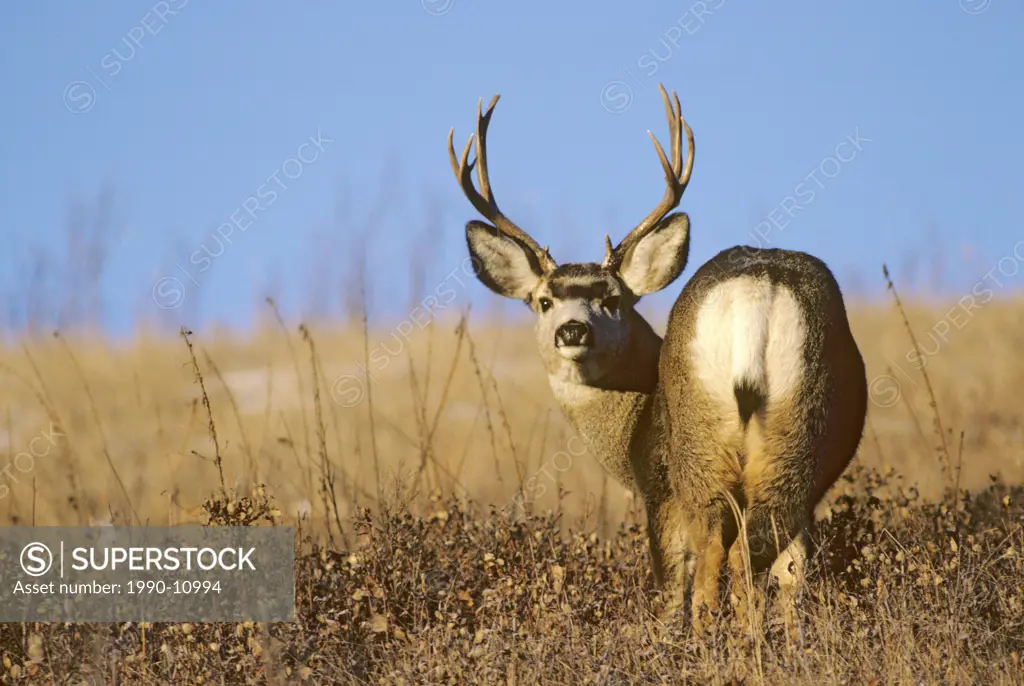 Mule deer buck Odocoileus hemionus, Alberta, Canada.