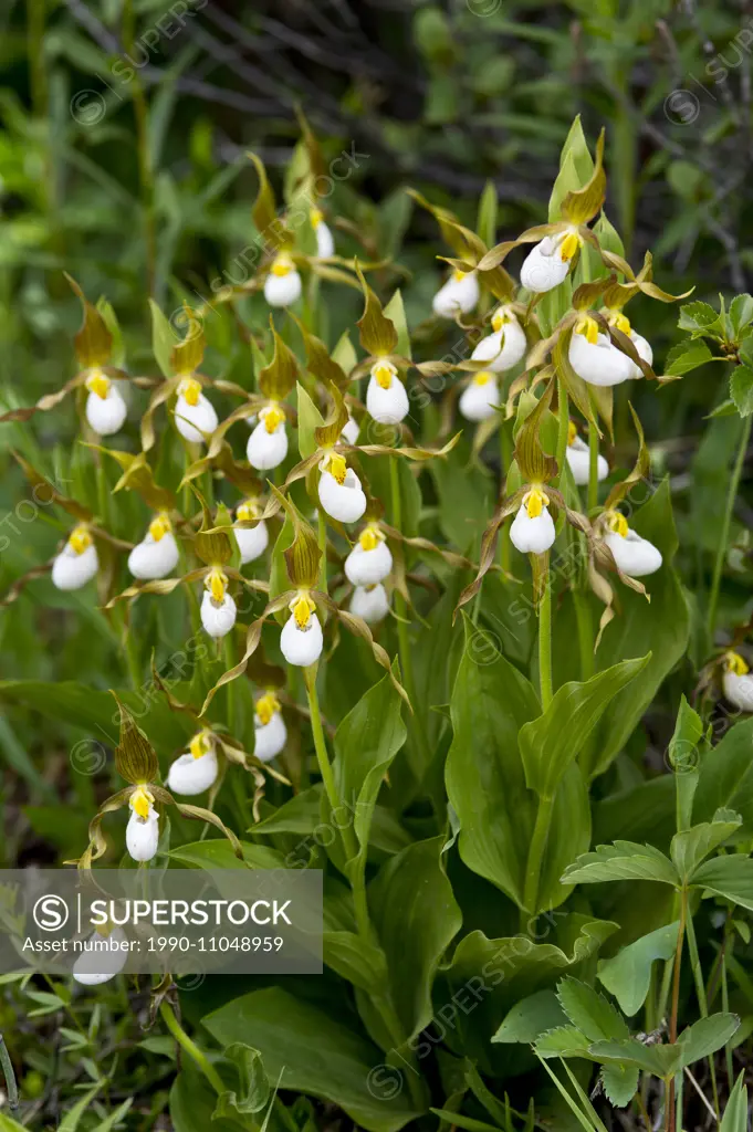 Mountain Lady's Slipper, cypripedium montanum