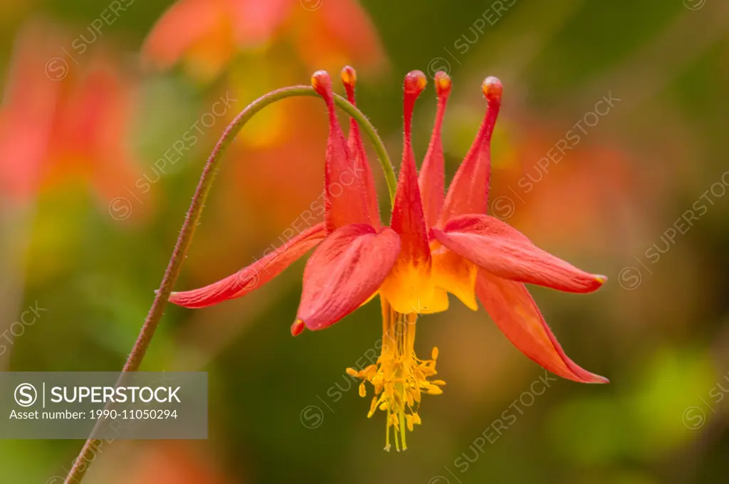 Sitka Columbine, Aquilegia formosa