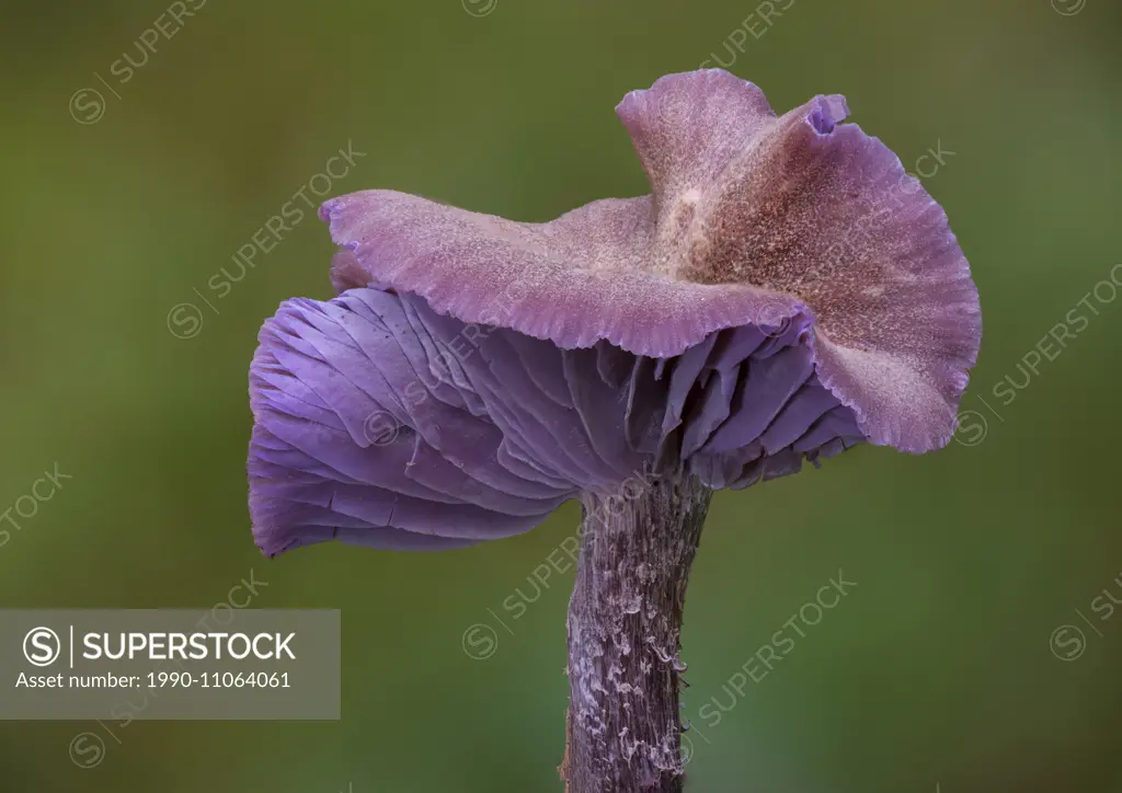 Laccaria amethysteo-occidentalis mushroom - Beaver Lake, Victoria BC