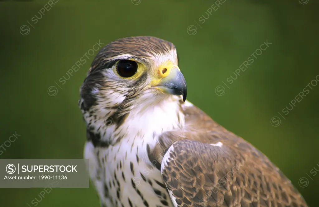 Adult female prairie falcon Falco mexicanus