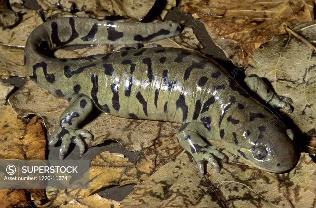 Adult tiger salamander Ambystoma tigrinum, prairie Alberta, Canada.